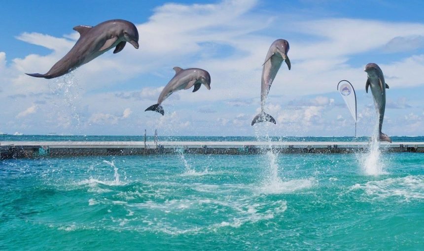 Dolphin Island Excursion