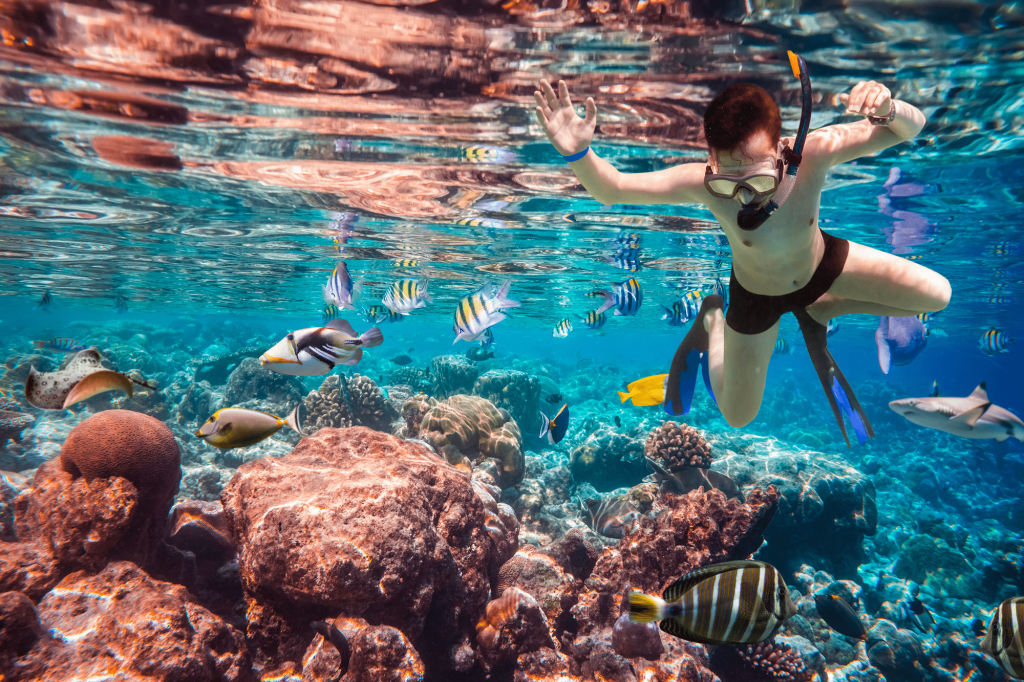 snorkeler-diving-along-brain-coral-maldives-indian-ocean-coral-reef